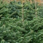 Christbaumverkauf