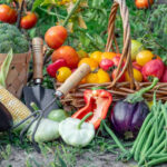 Quer durch den Gemüsegarten